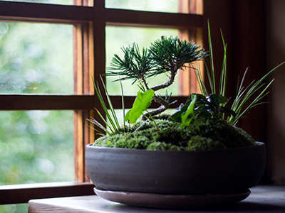 盆景のこだわりイメージ01