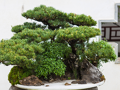盆景のこだわりイメージ02